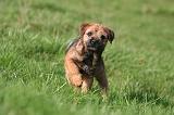 BORDER TERRIER 138